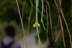 Viscum angulatum